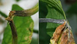 Symptoms of Mycosphaerella on cucumber